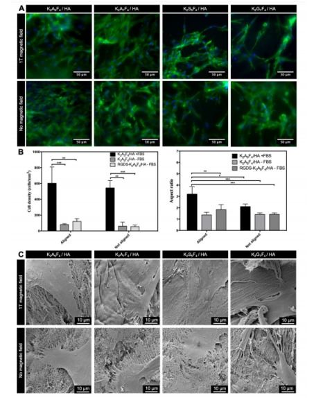 磁场诱导的纳米纤维超分子膜排列 一种制备类生物组织材料的分子设计方法